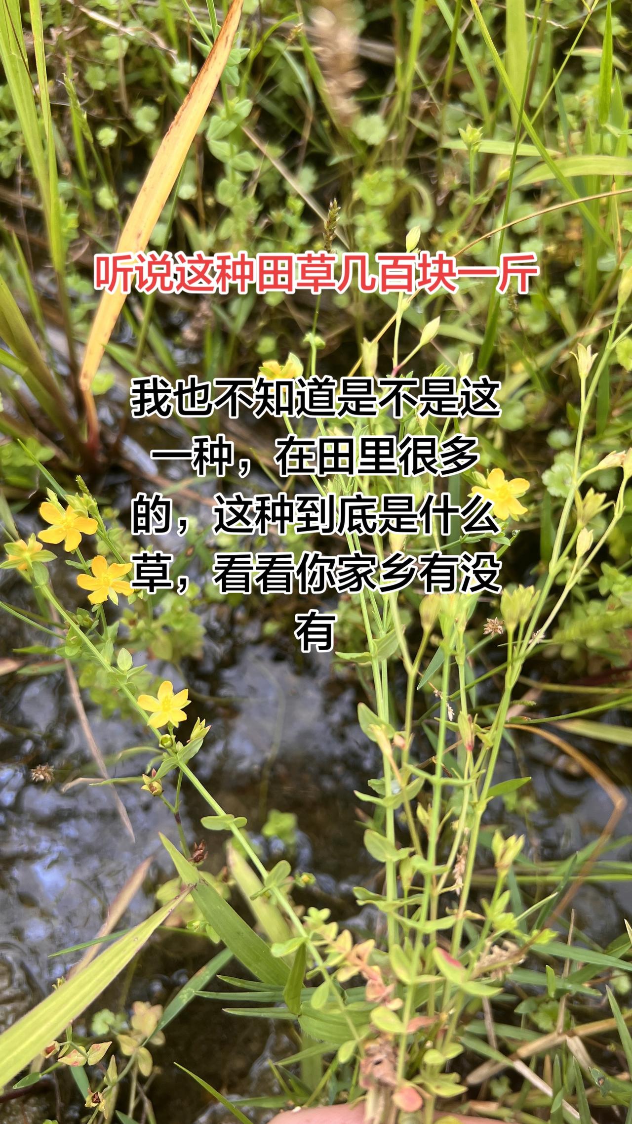 听说这种草几百块一斤，田里面实在是太多了，开花也太漂亮了，小小的一颗长长的，这种