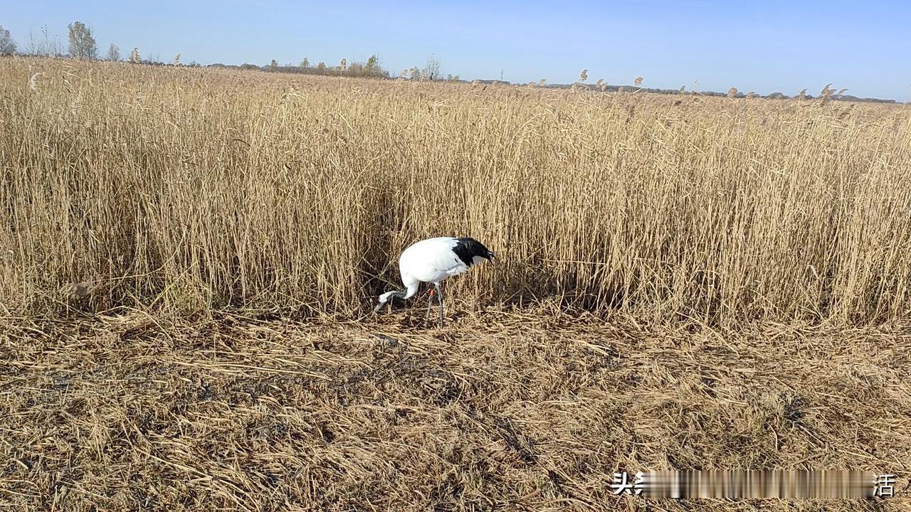 #为何芦苇在任何国家的湿地都有#芦苇是一种适应性很强的植物，这是它在许多国家湿地