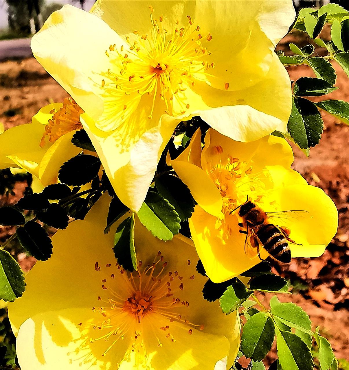 公鸡喔喔唤晨光，
母鸡咯咯求偶忙。
春来万物生机发，
蛋摞成丘雏满堂。