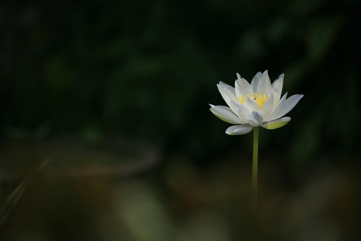 心无邪欲常清静，
七情无扰自灵明。
觉醒开悟