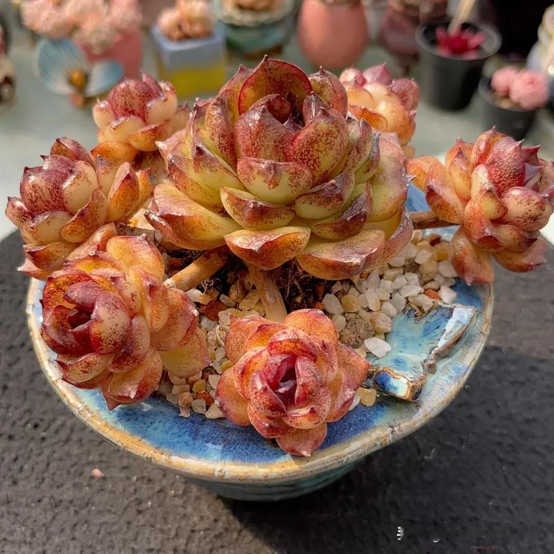 精品直播间的多肉颜值都挺高的，即使大普货，人家养出来的状态颜值看着就是漂亮。