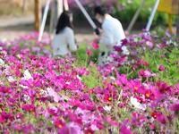 航旅纵横：截至3月24日，2026清明假期国内航线机票预订量超190万张，同比增