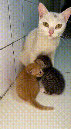 救命！这一幕直接看哭无数人！小奶猫突然疯狂扒门，任凭主人怎么劝都不停，打开门的瞬