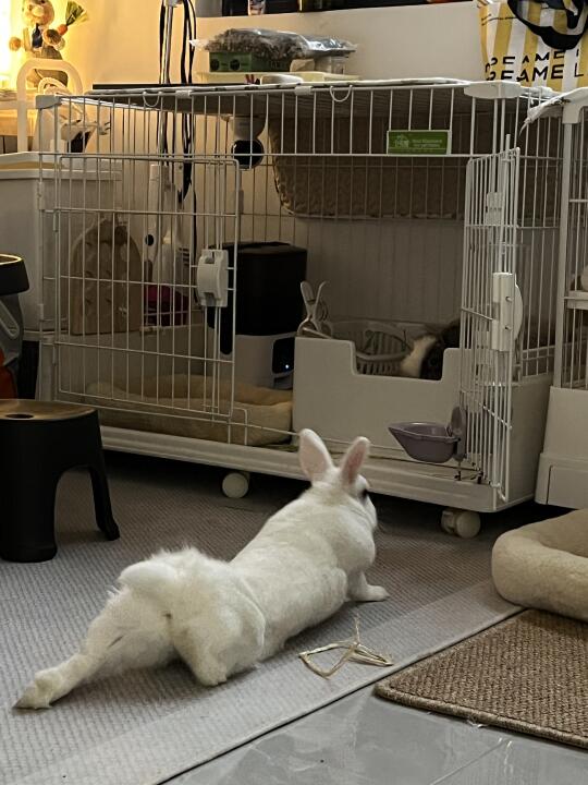 下犬式.live