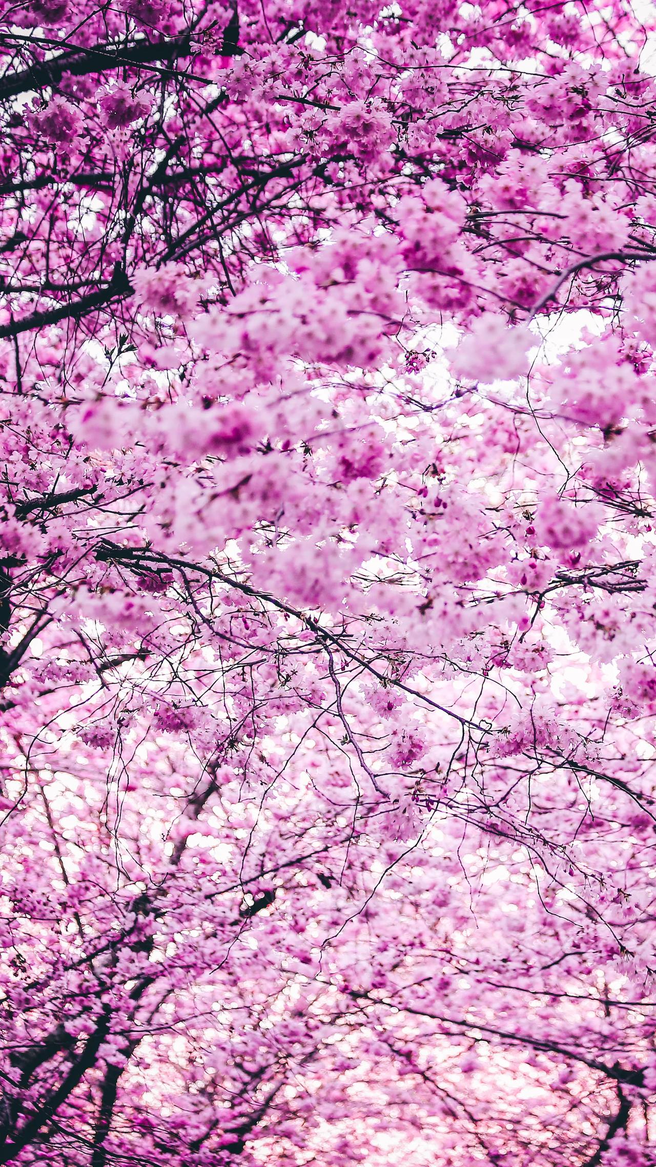 桃花——《生活浅吟》之五十九
雨后桃花乱，
纷纷落人间。
欣然化尘土，
便作一年