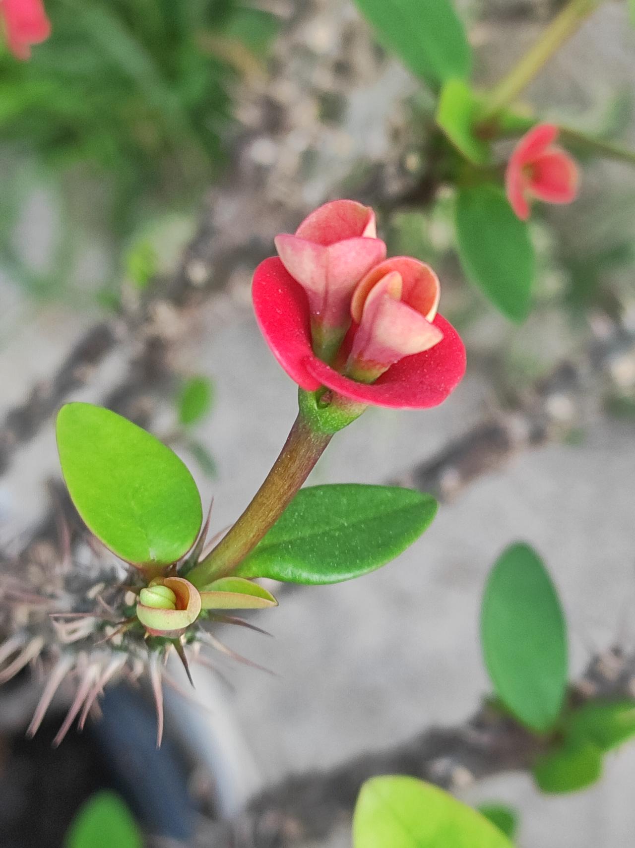 刺玫

一直不喜欢刺玫，长得太丑，花朵也小。最近逛街改变了我的看法，原来也有漂亮
