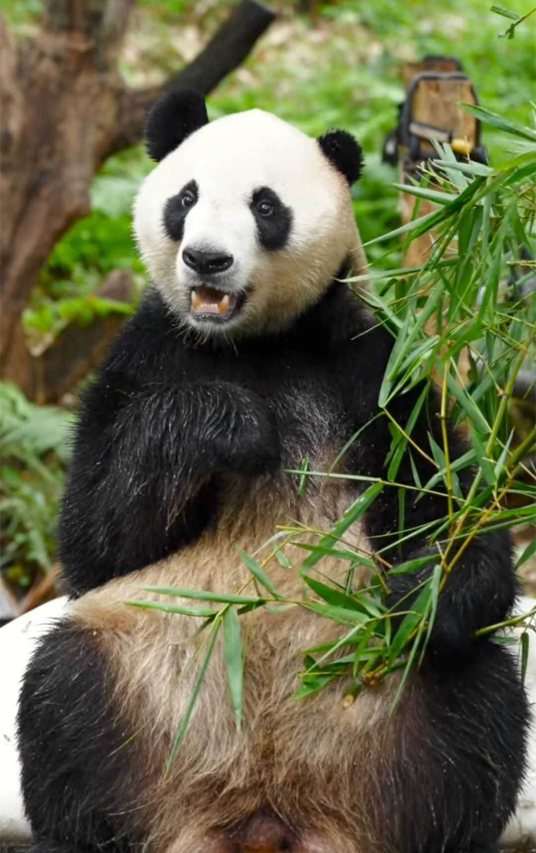 大熊猫爱爱，大小耳，朵朵还有一撮小白毛，很有辨识度。🐼 