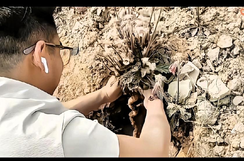 重庆大哥上山挖野菜，居然刨出个地黄界的“老祖宗”！
 
李先生本来只想挖点蒲公英