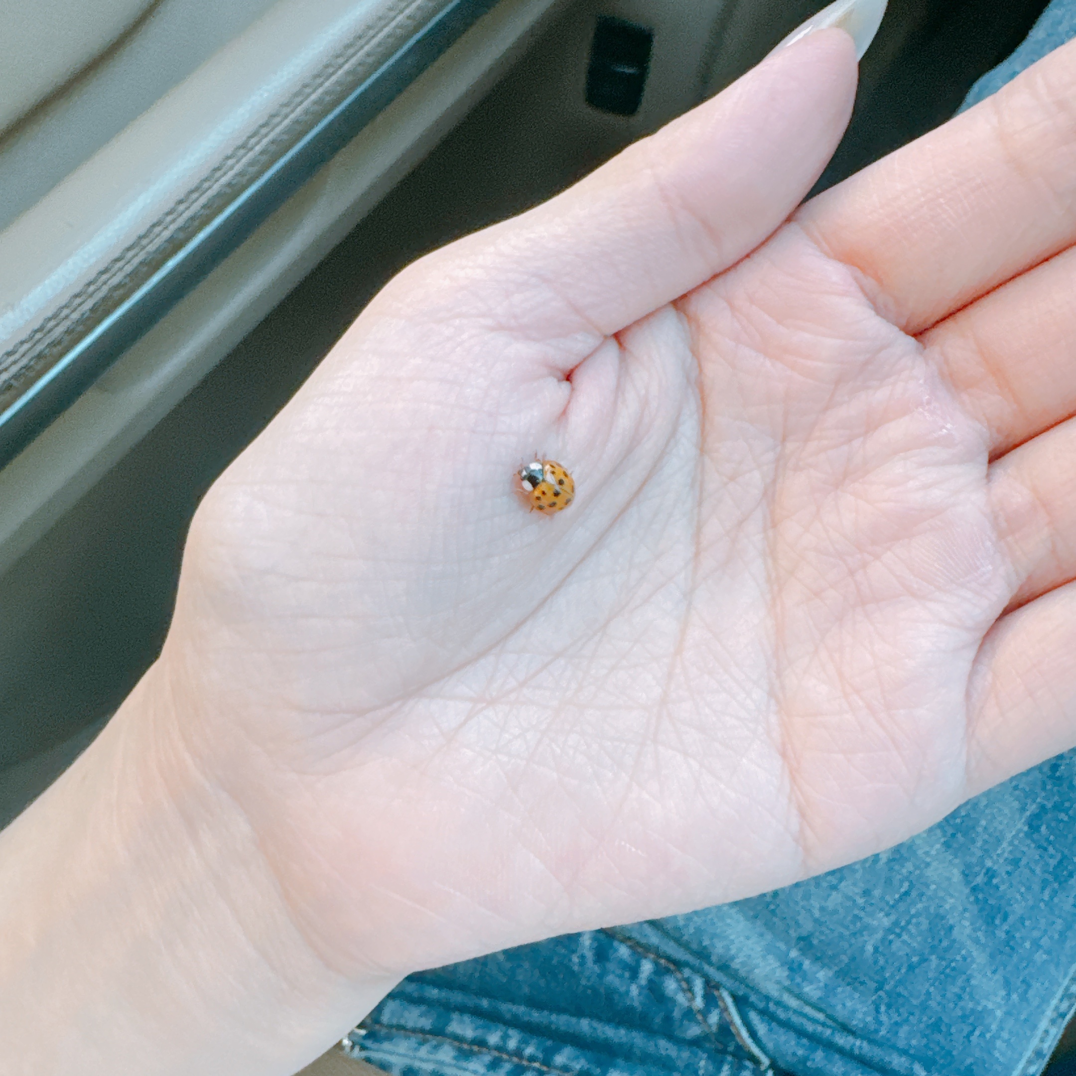 你好👋小瓢虫 