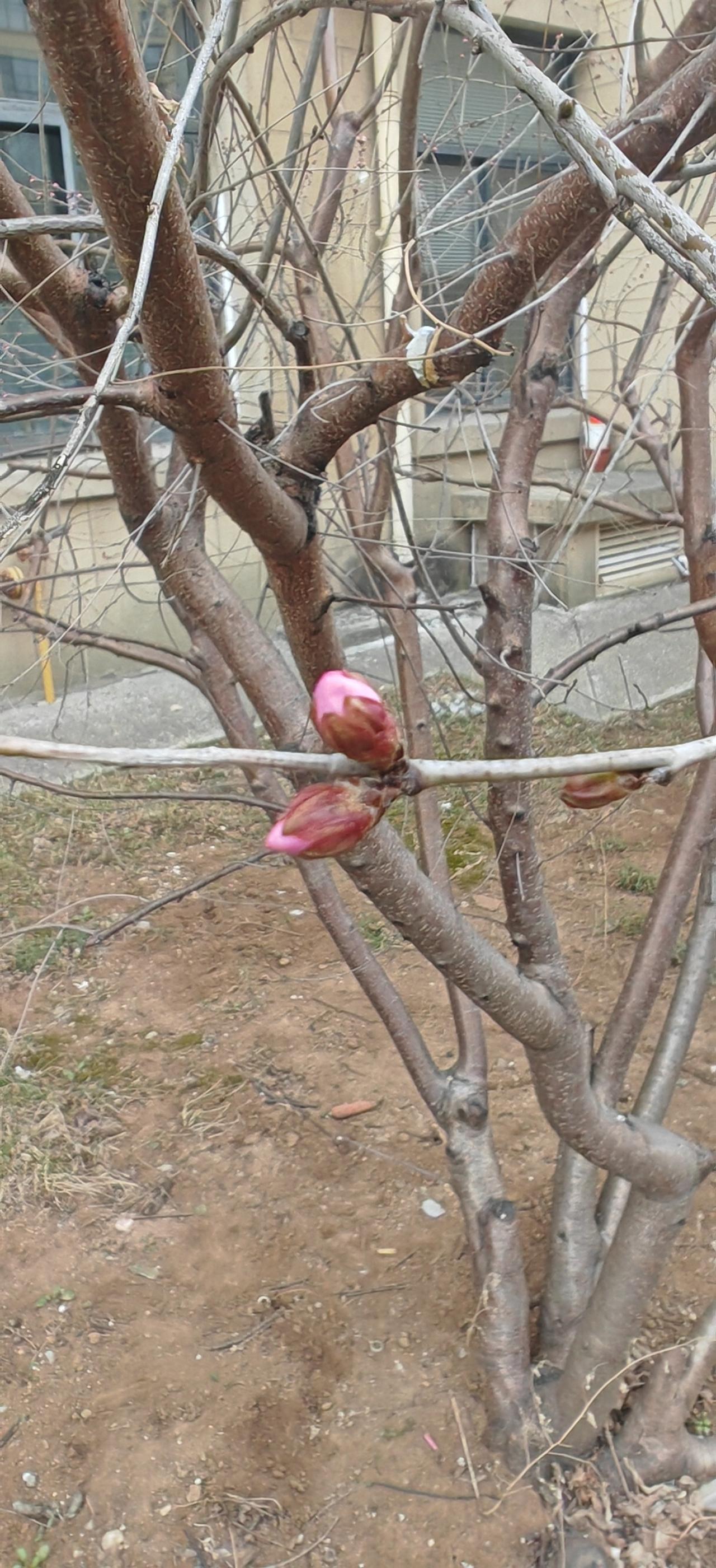 花开两朵，各表一枝，就是这个意思吧。
