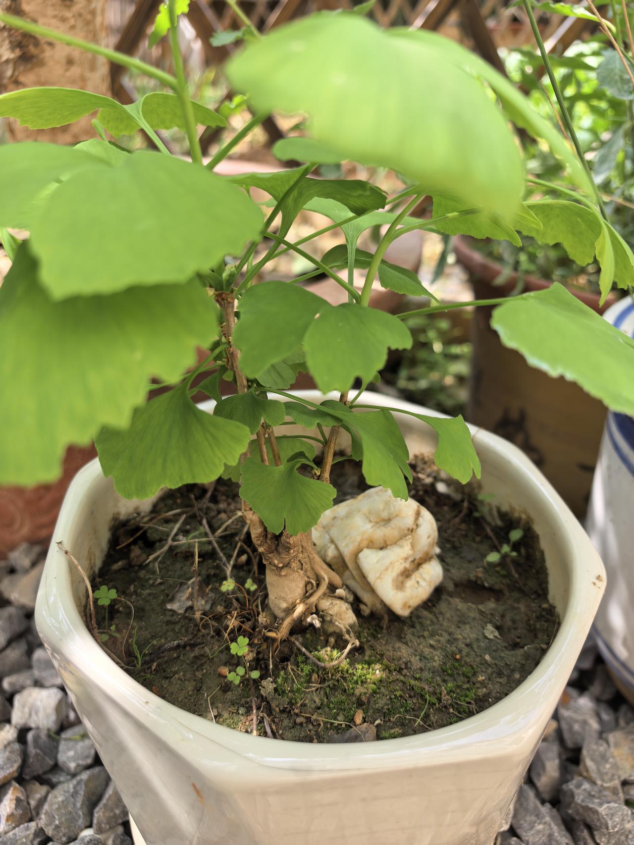 小院子里的小盆栽。银杏苗，灯心草，五角枫，迎春花，苹果树，山楂树，桂花树，丁香。