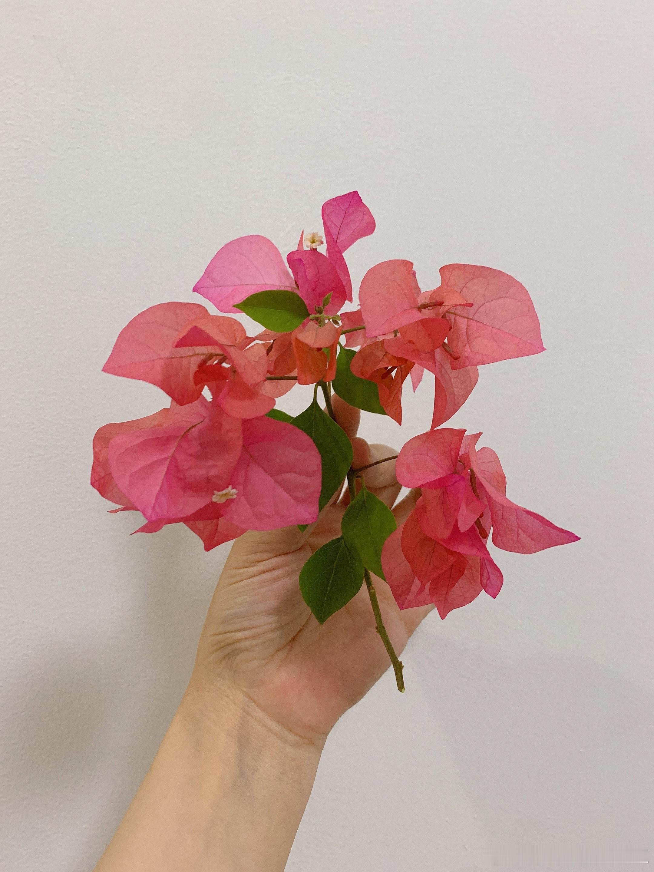 厨子的三角梅开出了小发发～ ​​​