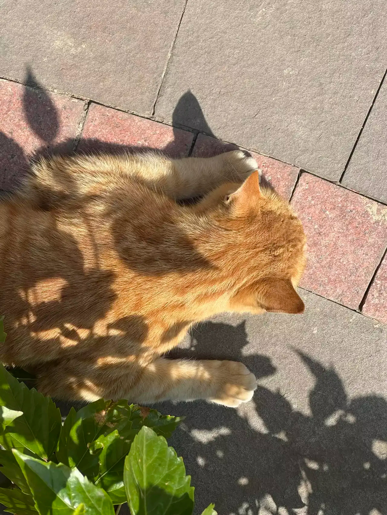 看来小猫米也有心事啊