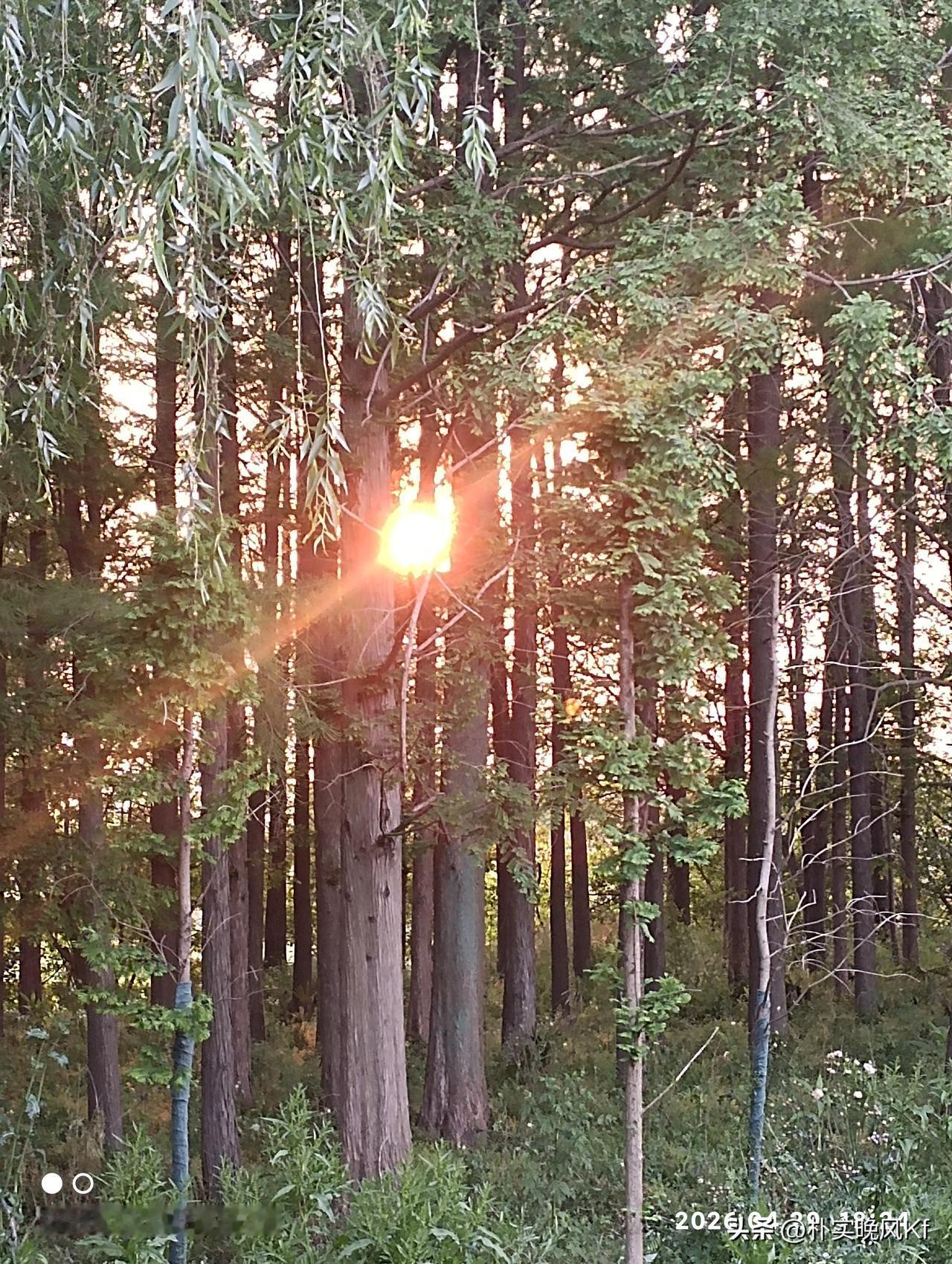 春日的美好，总是藏在不经意的瞬间。太阳西下，穿过树林，那光影交织的画面，美得让人