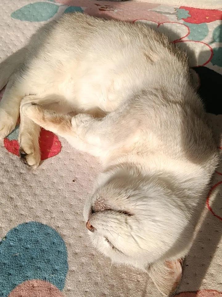 日记
 
午后阳光斜斜洒进房间，落在柔软的床上。小猫饱餐一顿后，径直跳上床，找了