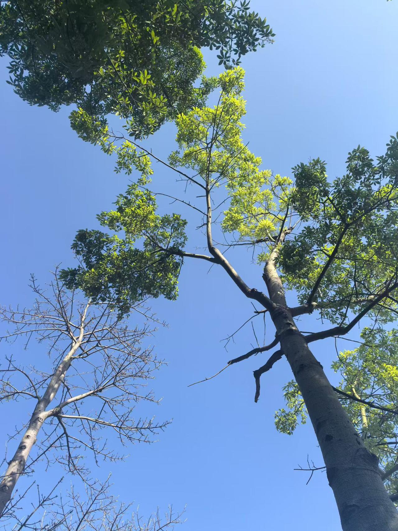 《七律～南国五月天》

五月人间最爽天，
风和日丽雨无缘。
温凉正好单衣服，
喜