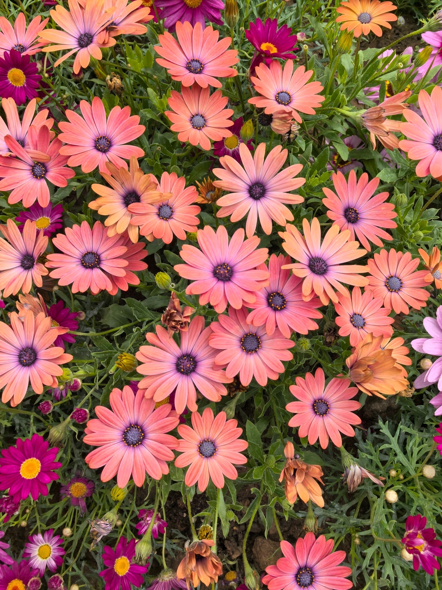 花展最全打卡指南来了北京花境一步一景太美了 京城春日限定花境氛围感十足！各大园区