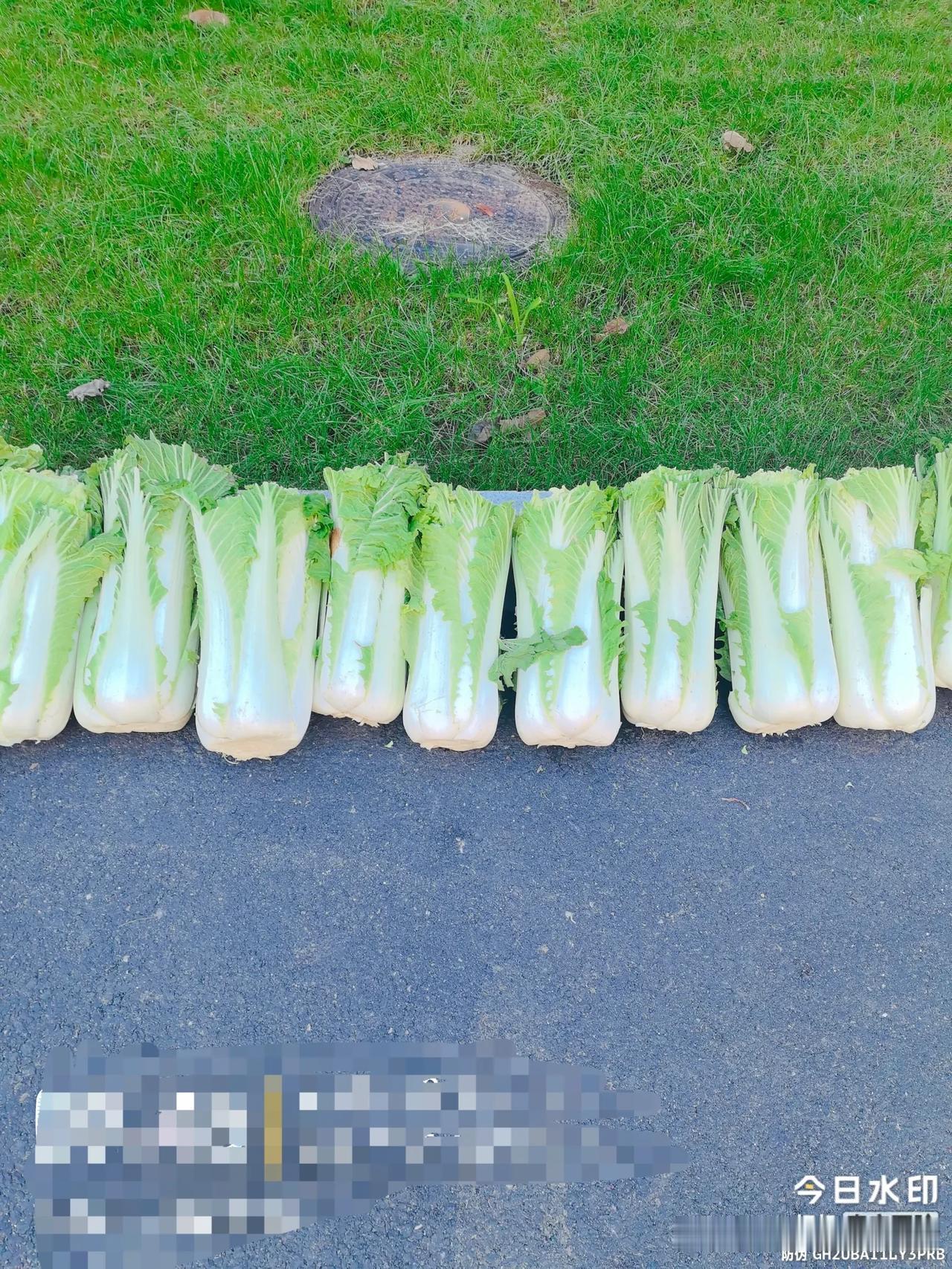 我想问一下吉林市的前辈， 70年代初冬贮秋菜，那时候的大白菜多少钱一斤？有知道的