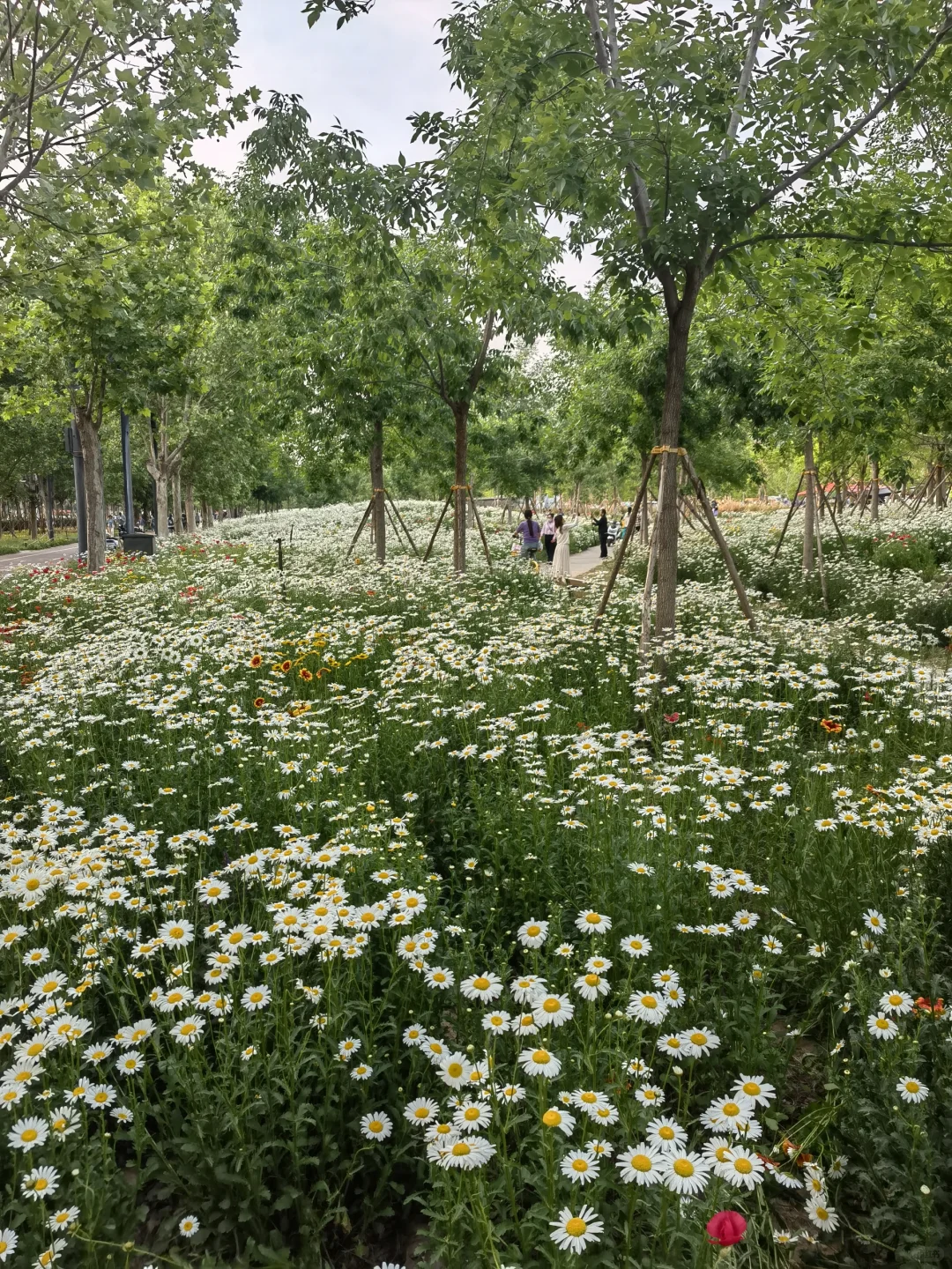来郑州玩，花海打卡别忘了这