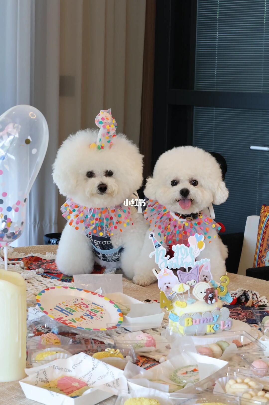 让我们祝小狗生日快乐！🎂🎀～