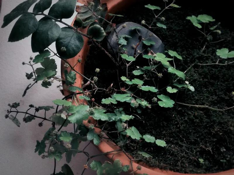 我觉得最有灵气的女演员是赵昭仪。她1999年出生在辽宁大连，毕业于浙江传媒学院播