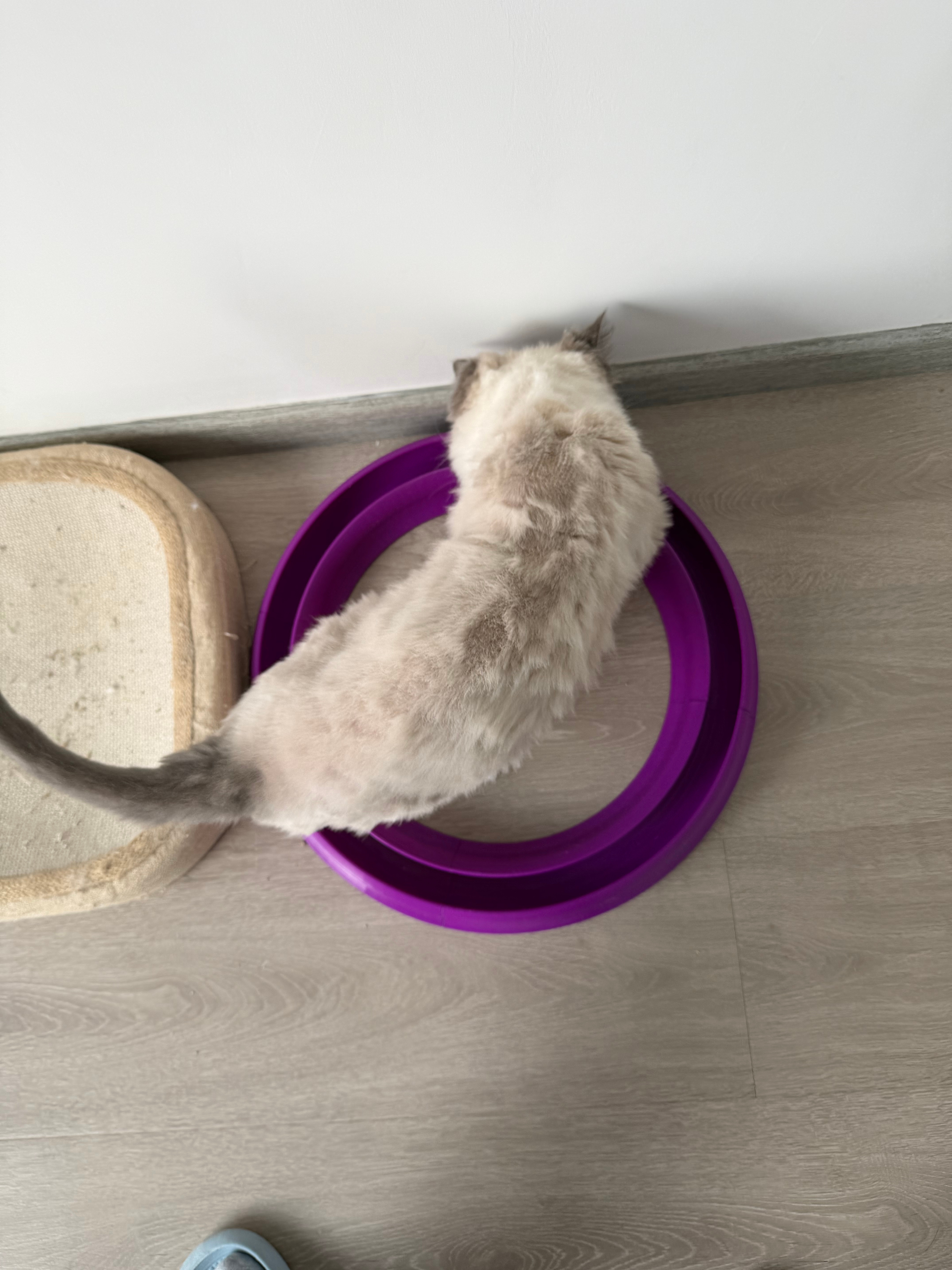 给猫打印了个玩具哈哈 