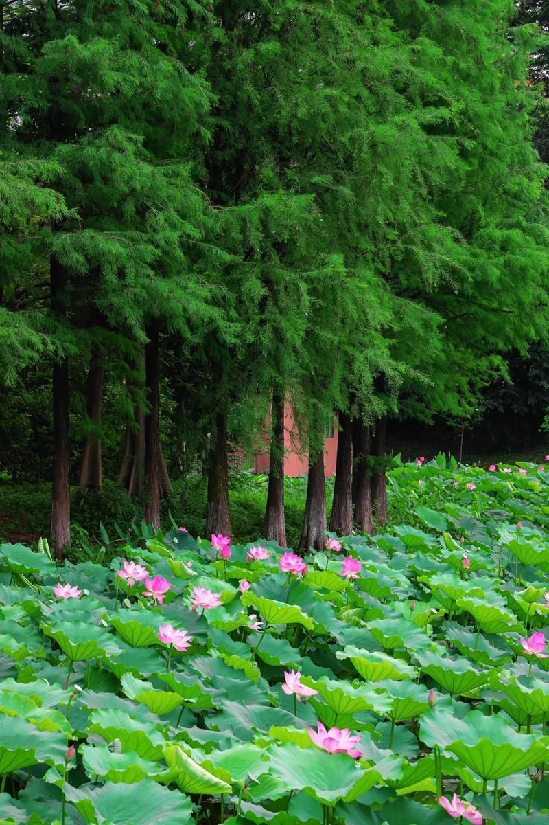 池上芙渠尽少情，芍药妖娆无体格。唯有牡丹真国色，花开时节动京城。马上就要去赏花了