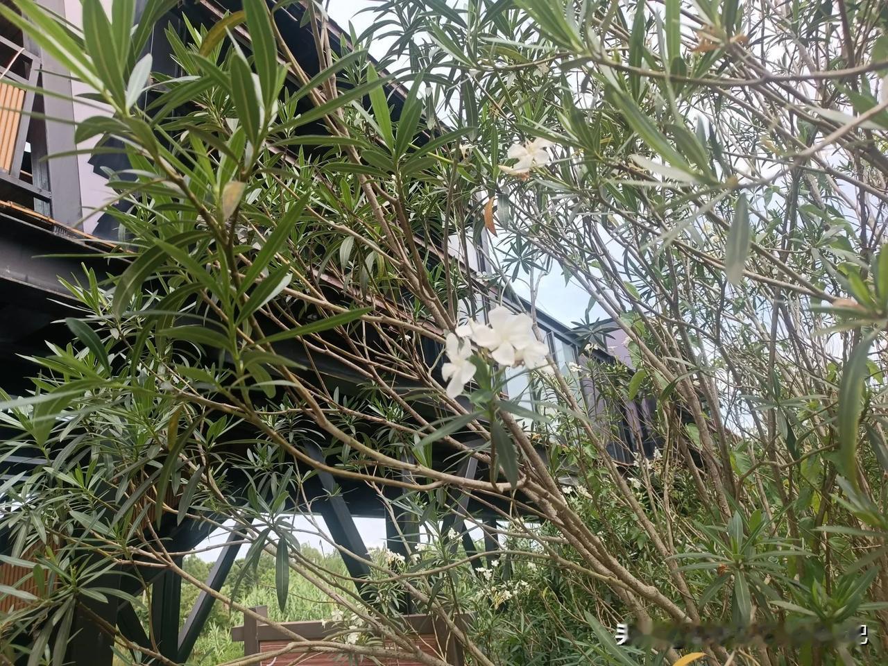 我的宝藏兴趣挺好看的小花[心][心][心]