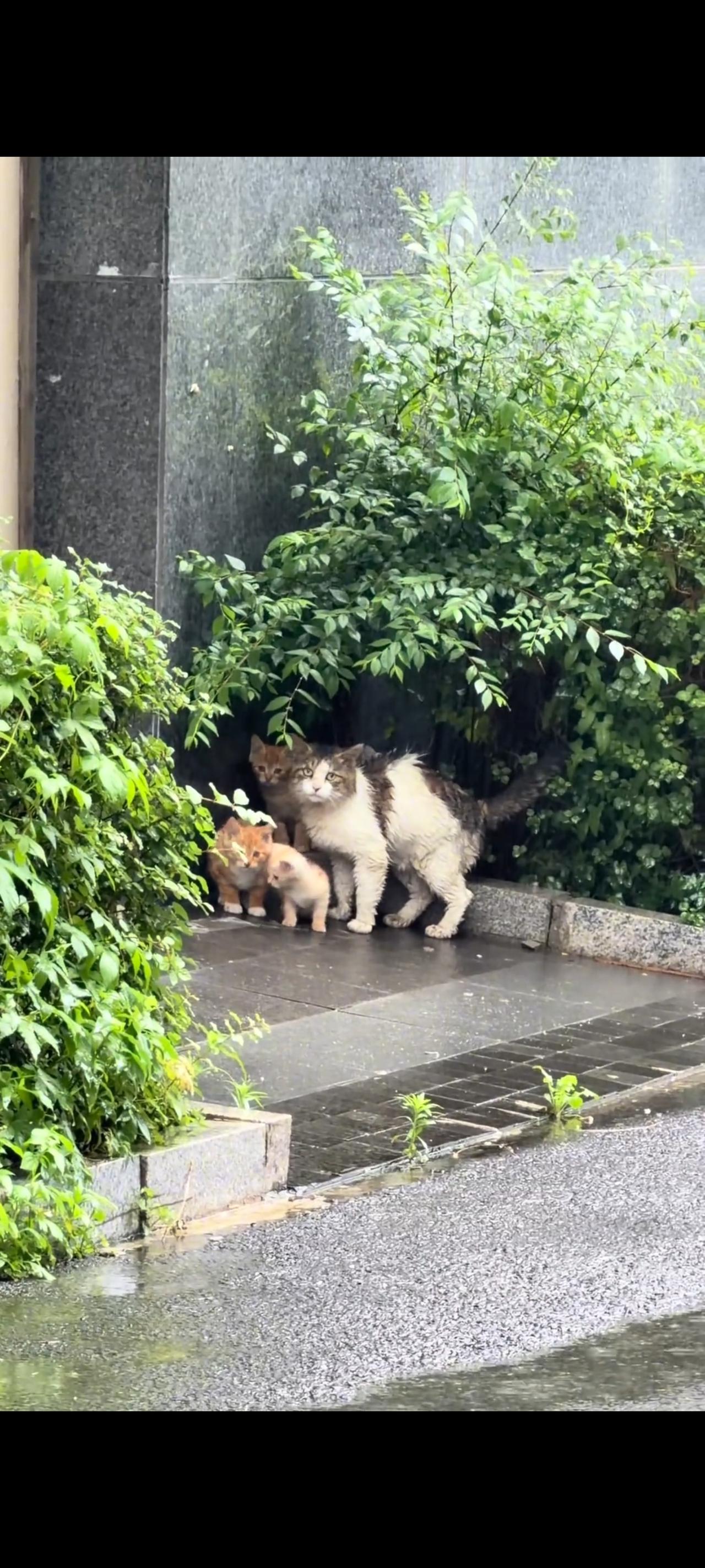 眼前的视频画面不知道感动到了多少爱猫人士和所有养猫人士的内心深处！

猫妈妈竟然