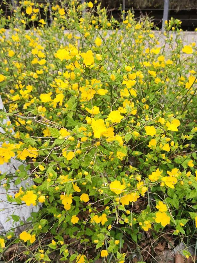 春天来了，仍万物复苏、生机盎然之季，是众多文人墨客都以笔墨描绘其美妙景致，也包括