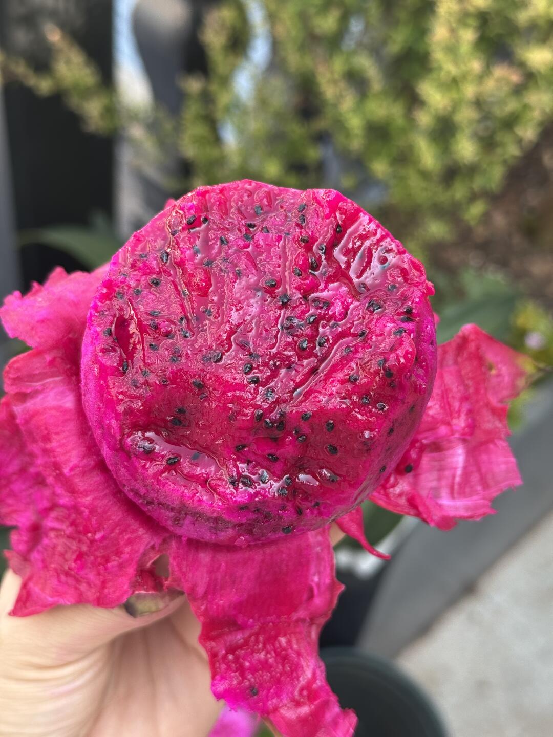 减脂期的宝藏水果！孕妇也可以放心吃！