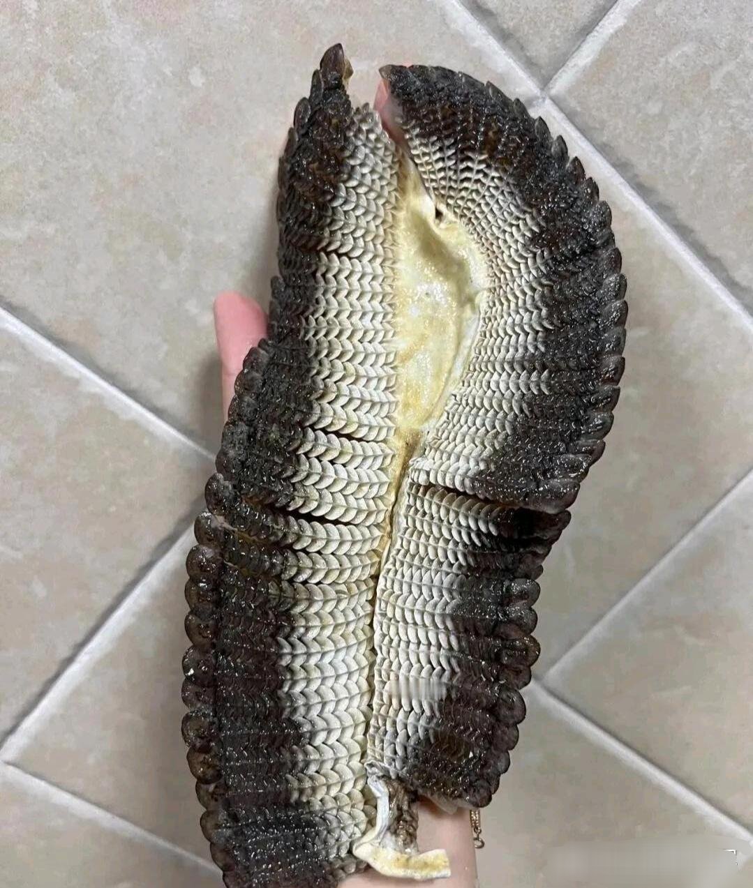 我敢打赌北方人吃过这个美味的不多 