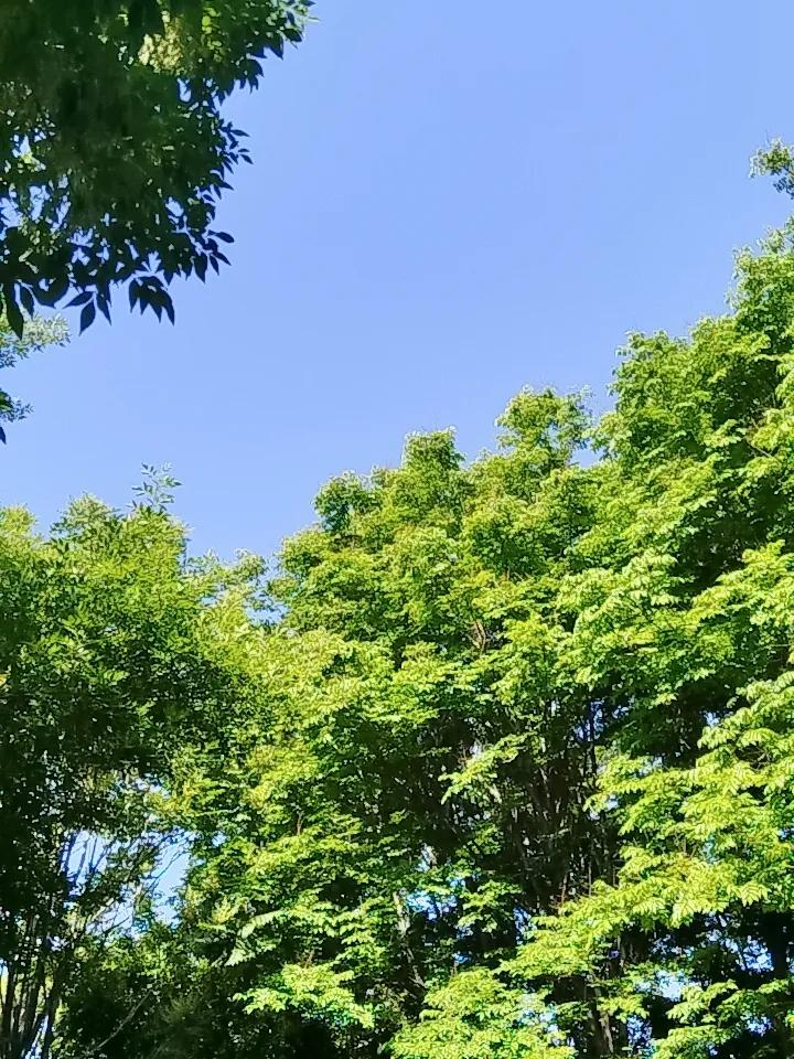 发一张你相册最近拍的花