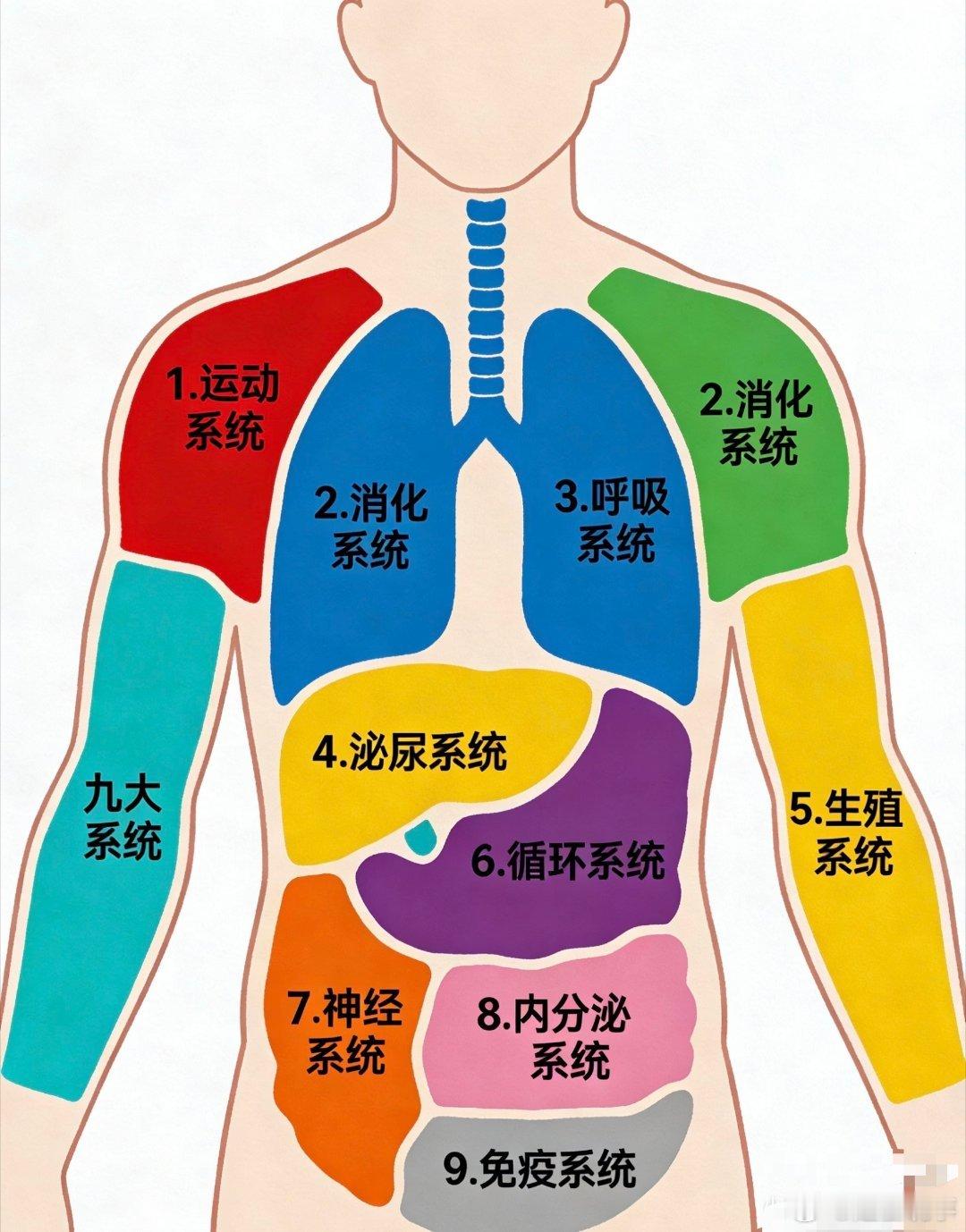 这一世我重生获得了八个系统  人体八大系统默契配合（实际9个还有一个免疫系统），