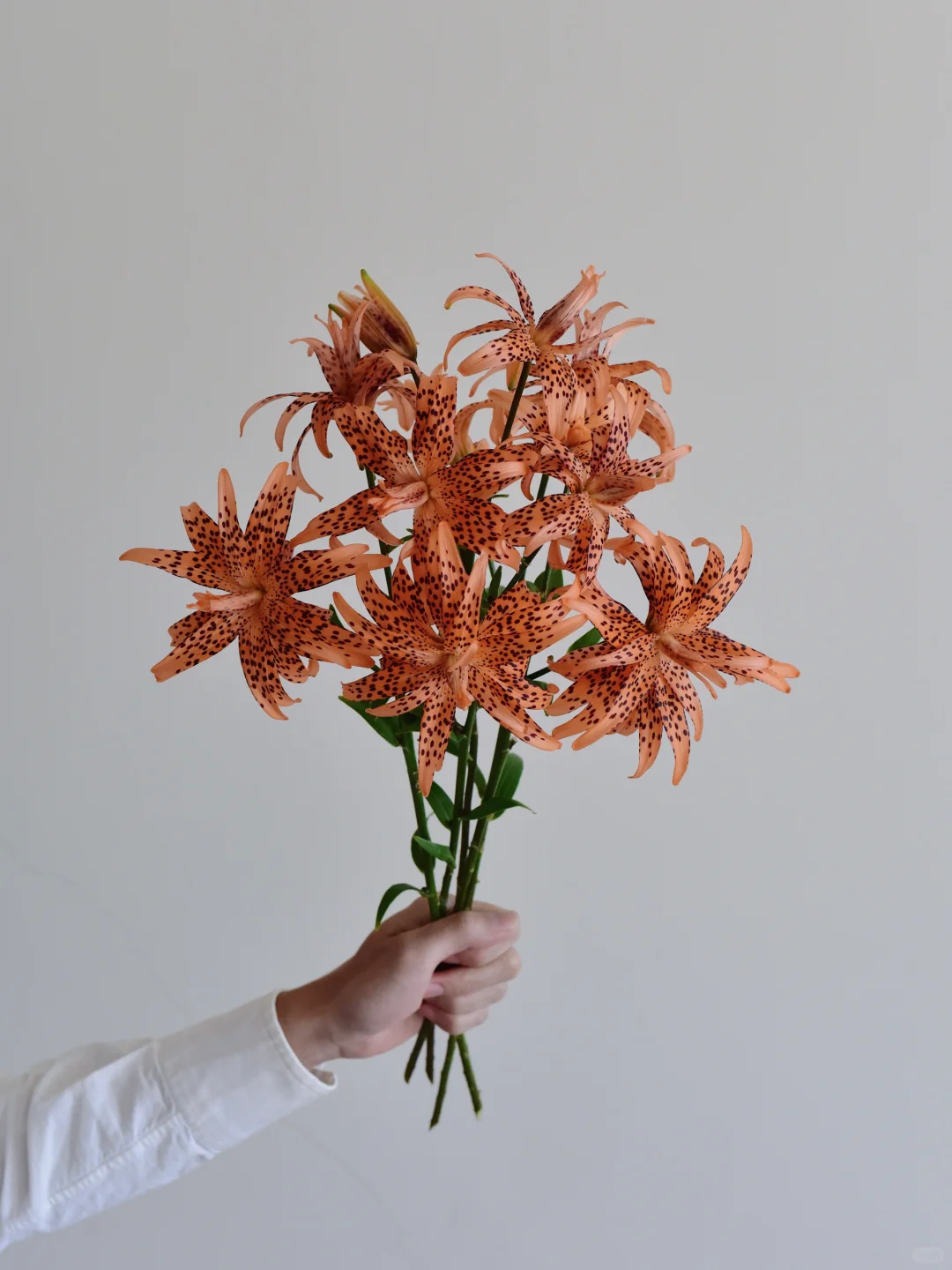 百合· 弗洛尔普雷诺