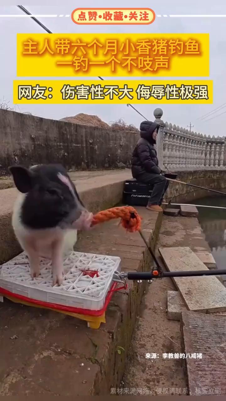 主人带六个月小香猪钓鱼，一钓一个不吱声。网友：伤害性不大，侮辱性极强。
声音来源