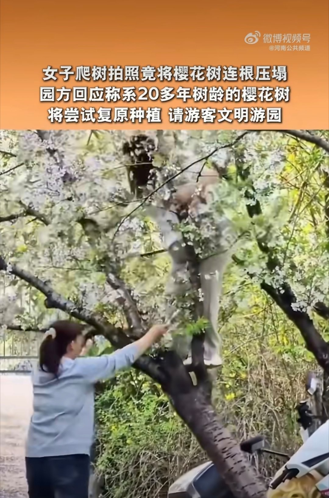上海女子爬树压塌20年樱花树不是，大姐，你要不看看你这体格子，这细杆子哪撑得住你