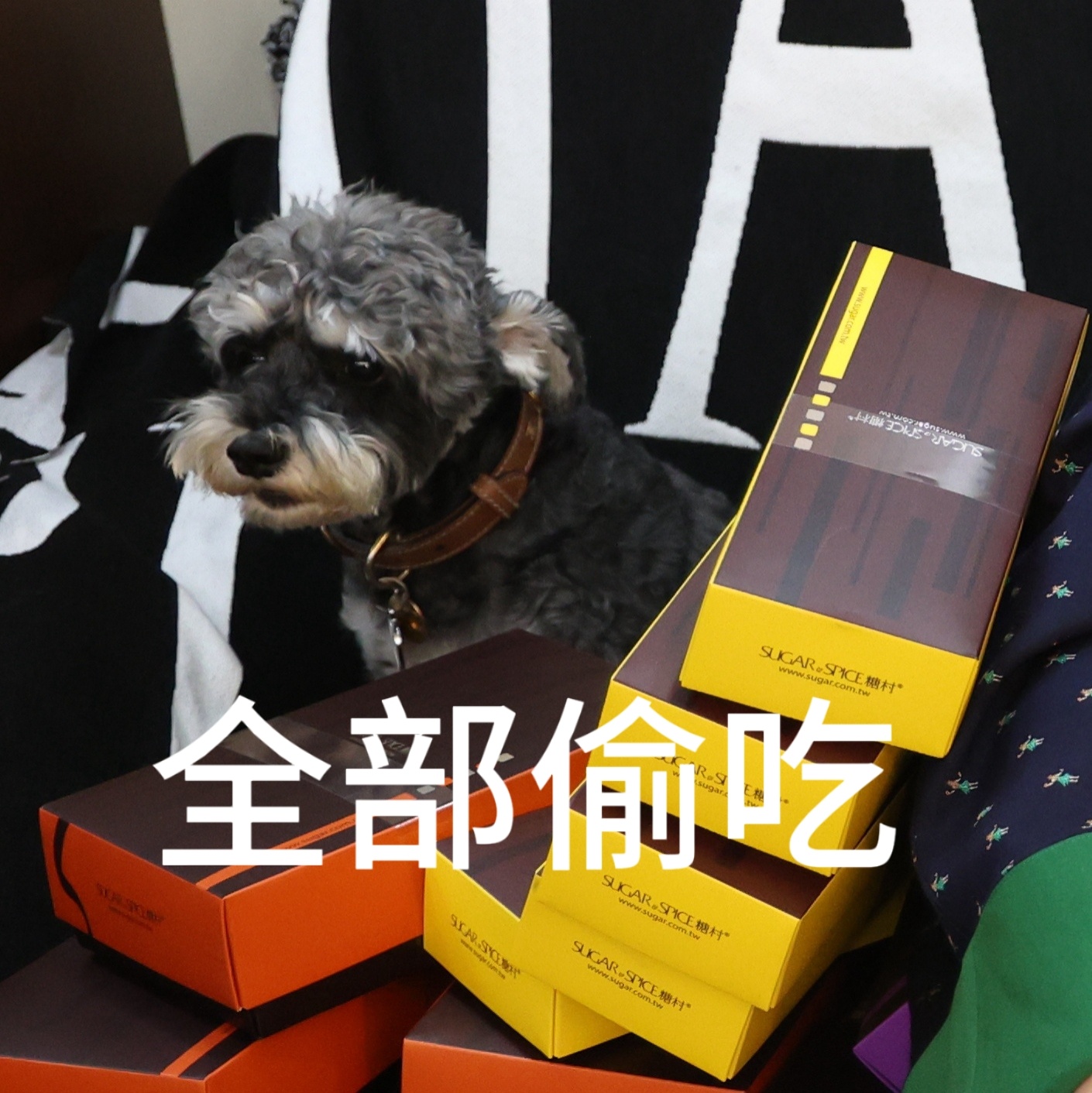 邪恶呆呆大计划 