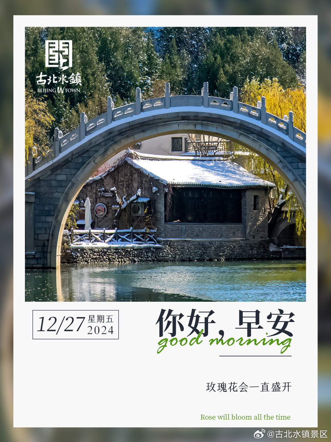 玫瑰花会一直盛开早安，宝子们~  ​​​