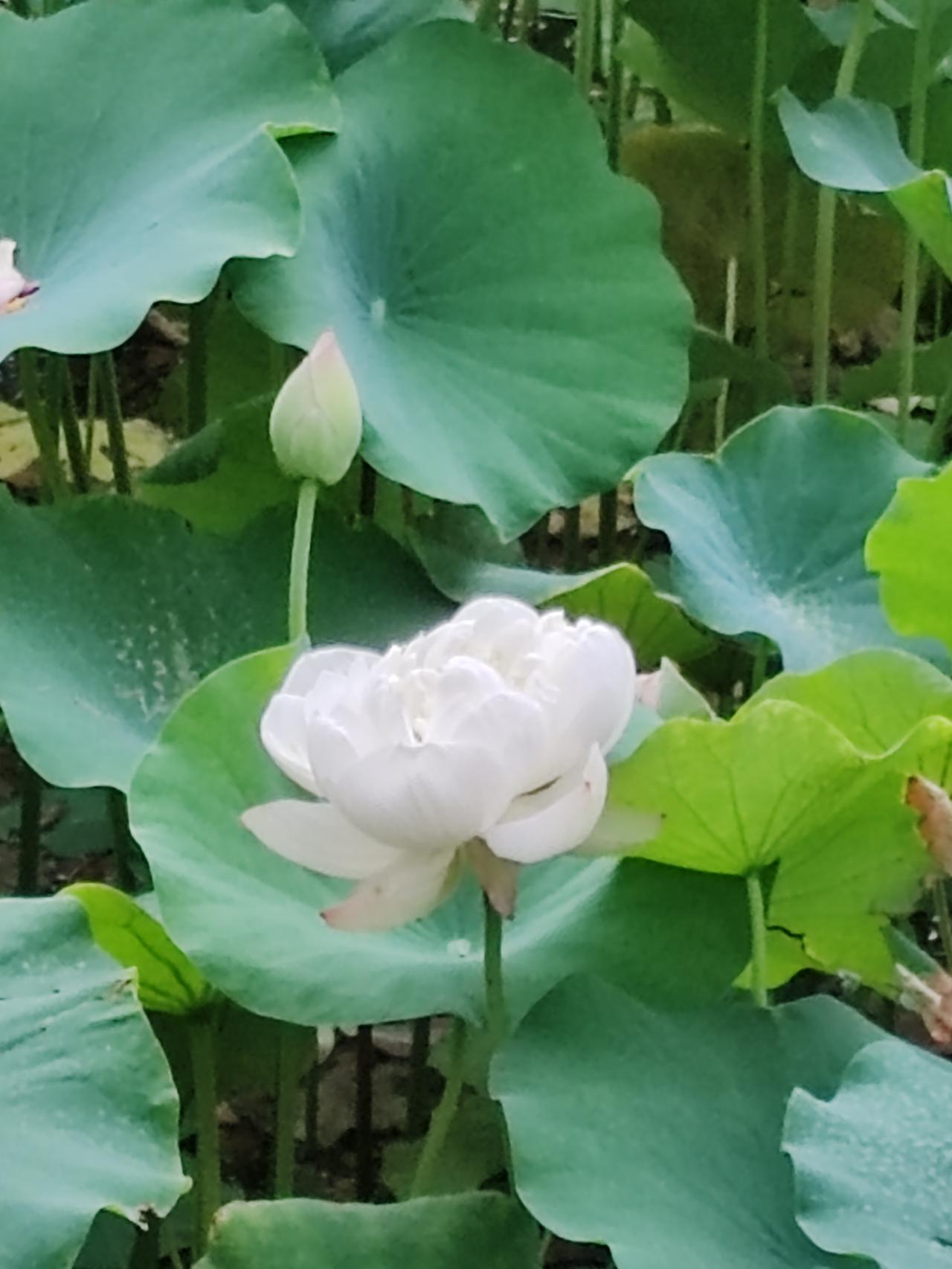 夏日生活打卡季珍贵的白荷。过去见过白莲花，白菊花，白玫瑰，白牡丹，白芍药，白琼花