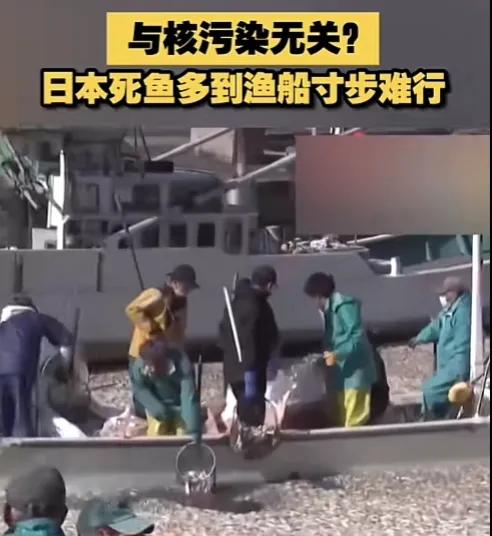 #日本死鱼多到渔船寸步难行#报应！日本沿海大量的死鱼飘在海面上，是不是和日本的核