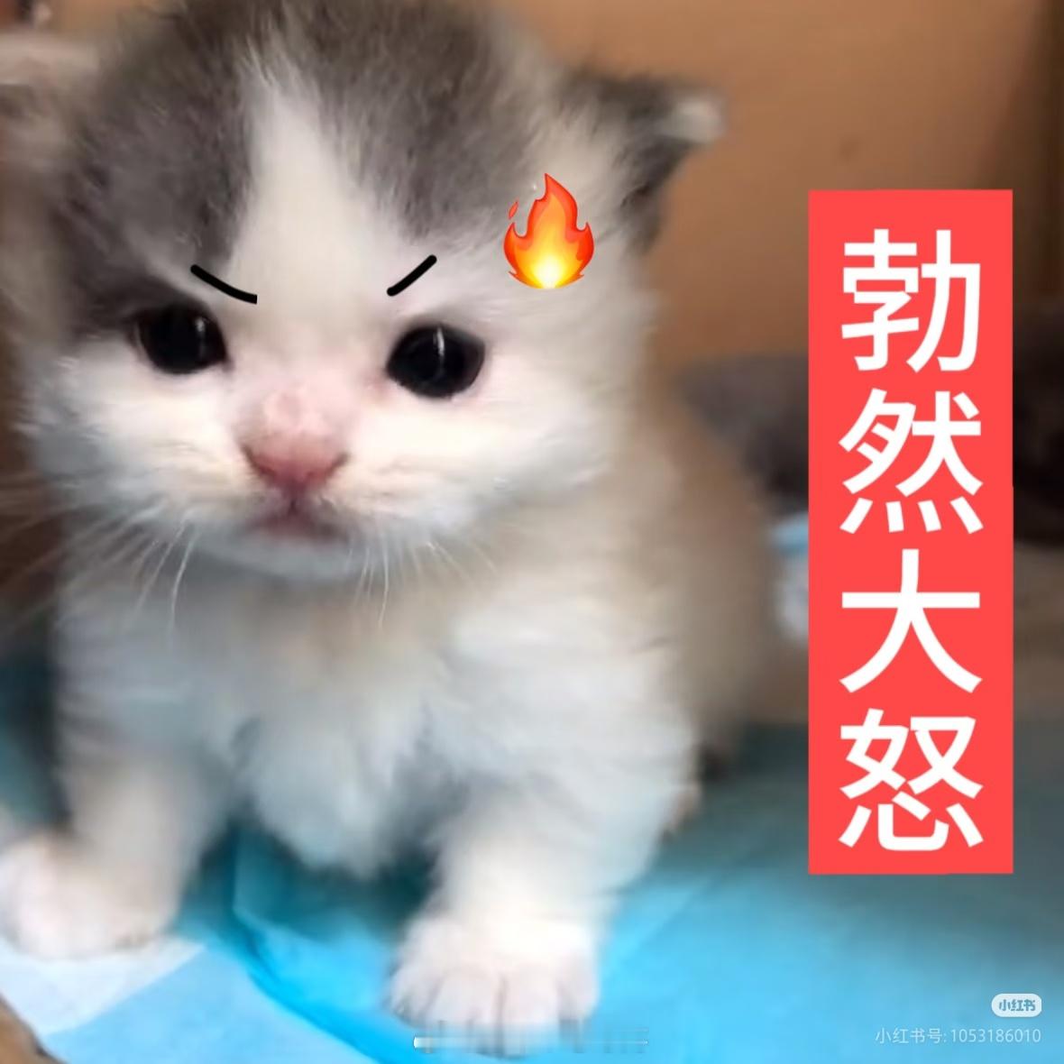 每一次舒服的时候都希望幸福的保质期是野生狗奶 