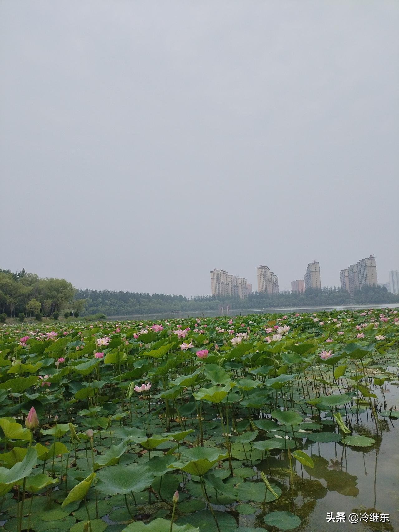 芙蓉湖畔
半阴半阳赏芙蓉，
一湖艳丽韵无穷。
美人出浴芬芳至，
请续句……
（桃
