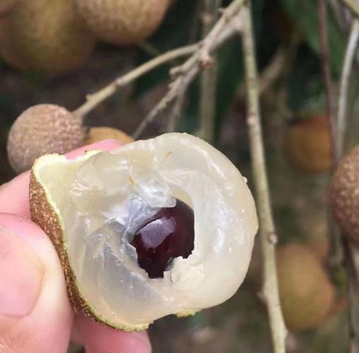 夏天水果龙眼，被广东茂名储良龙眼狠狠拿捏！
吃过普通龙眼再也回不去的品种，它是地