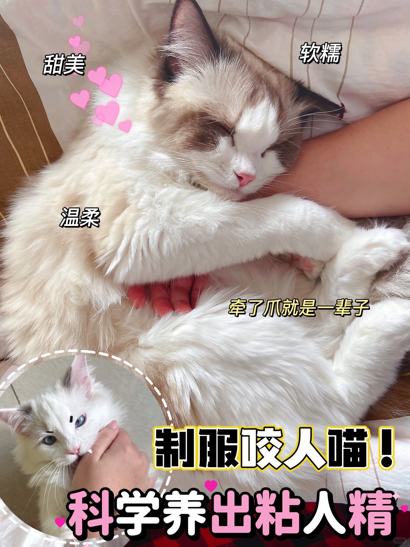 收服小猫咪！几招教你养出粘人精🐱