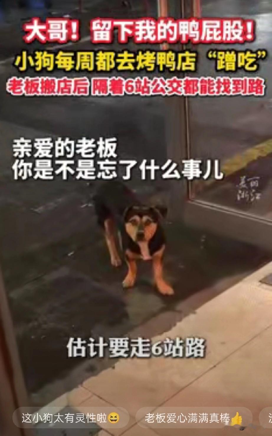破大防了！
江苏常州一只小狗，为了一口鸭屁股，竟然跨越了大半个城区！
 
之前在