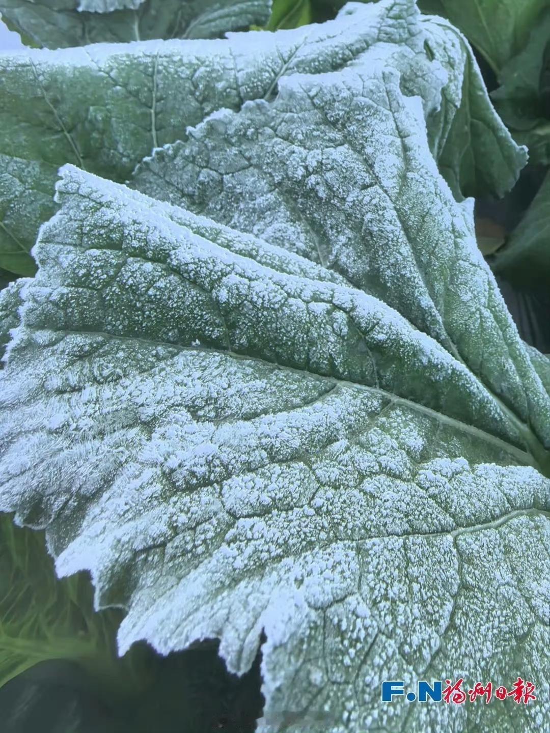 【福州结霜了！你那边冷吗？】

29日早晨，闽侯县大湖乡岭头村出现结霜现象。记者