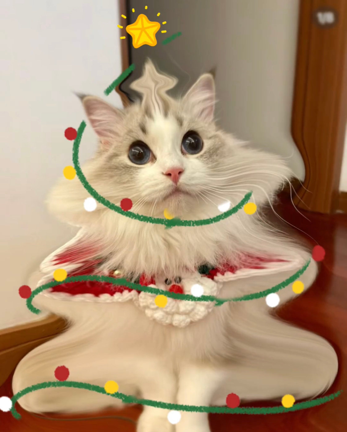 快来领猫咪圣诞树啊家人们，圣诞快乐～