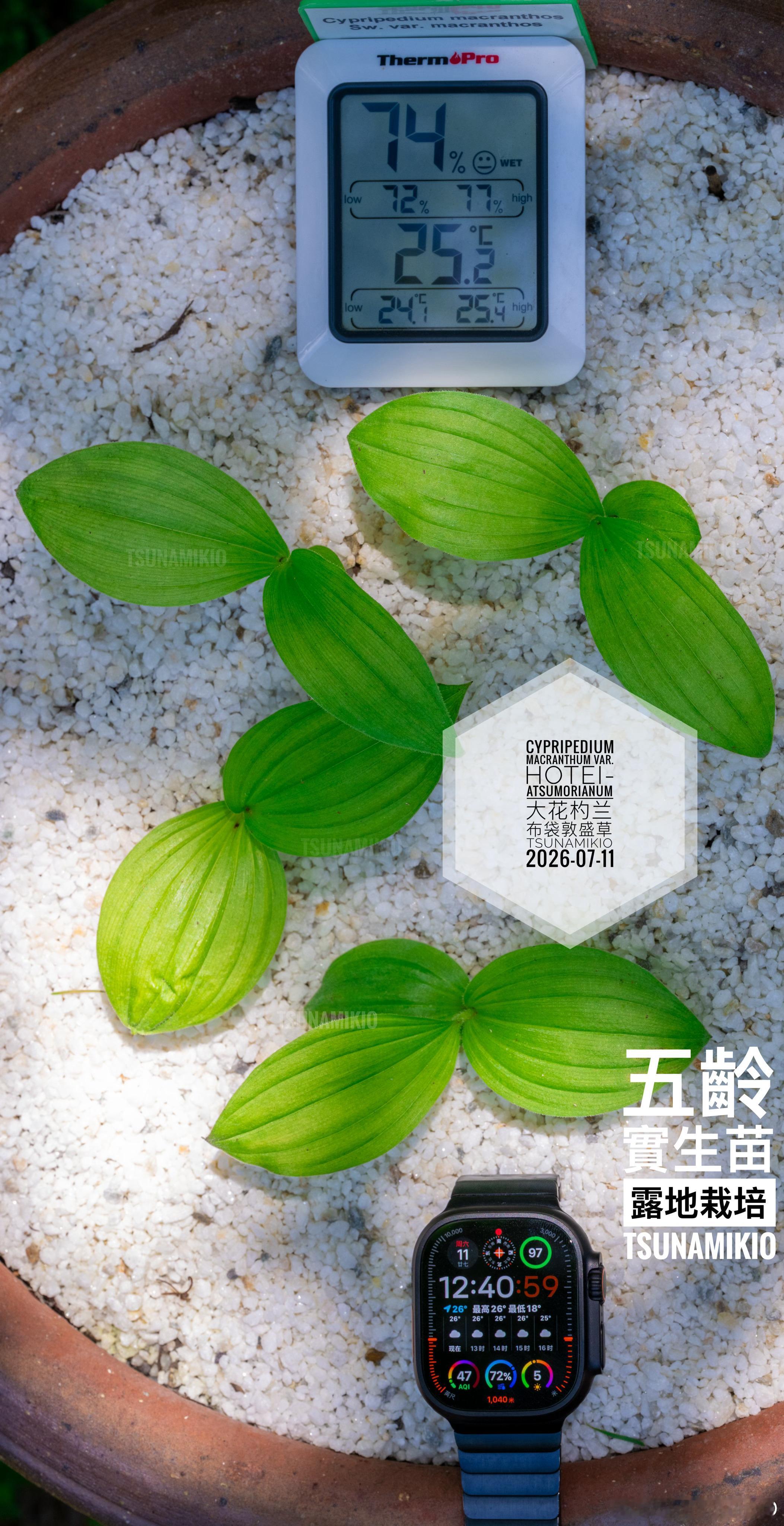实验室栽培以外个人可以挑战的最高难度-大花杓兰，五年半时间才长这么一点点🤏大。