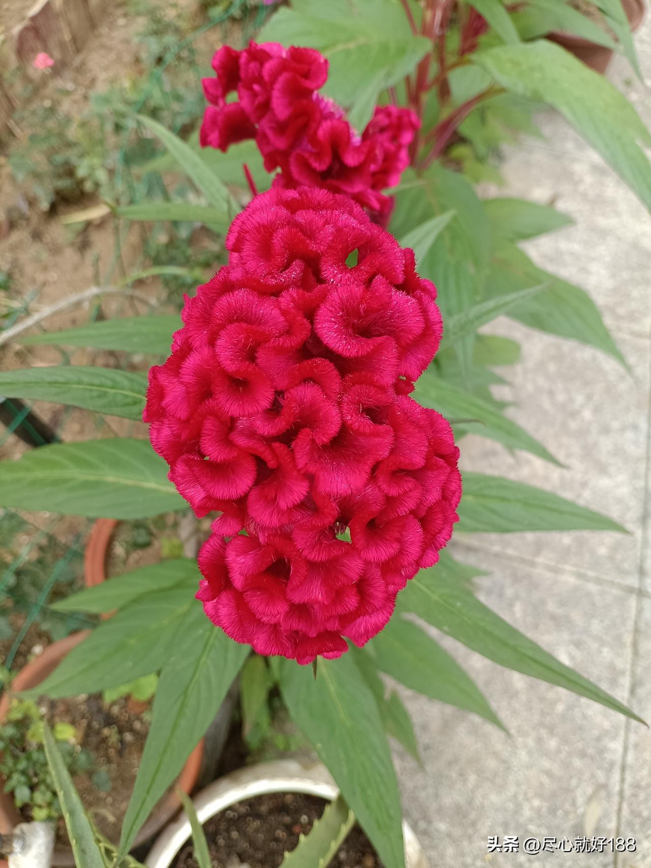 最近一直劝着妈妈，多吃点新鲜蔬菜，不但能增加营养，有助解决便秘，还能让身体有劲，